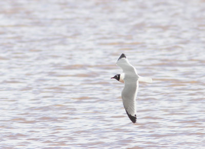 Franklin's Gull