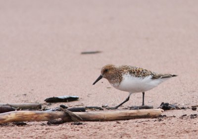 Sanderling