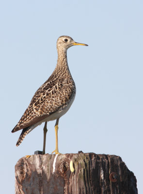 Upland Sandpiper 2