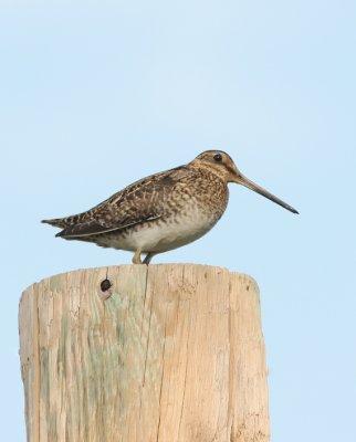 Shorebirds