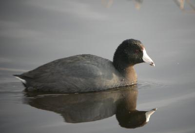 American Coot