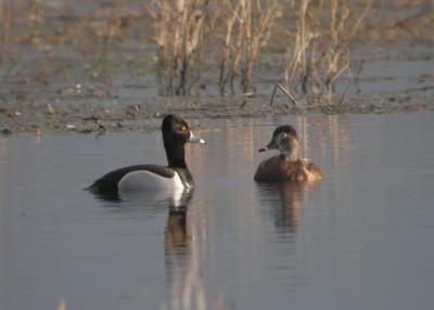 Ring-Necked Duck