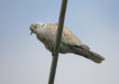 Eurasian Collared Dove 2