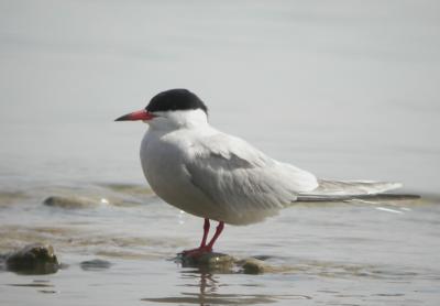 Common Tern 2