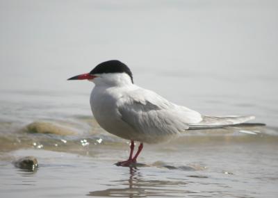 Common Tern 3