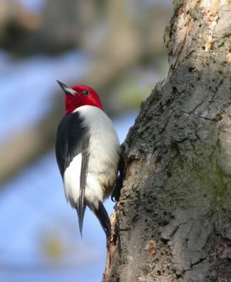 Red-Headed Woodpecker 2
