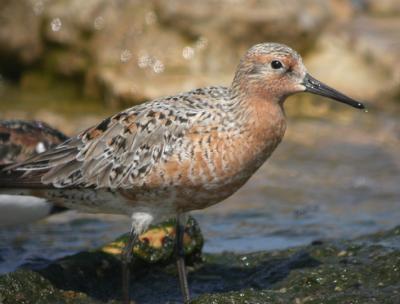 Red Knot 3