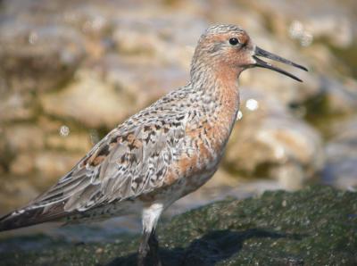Red Knot 4