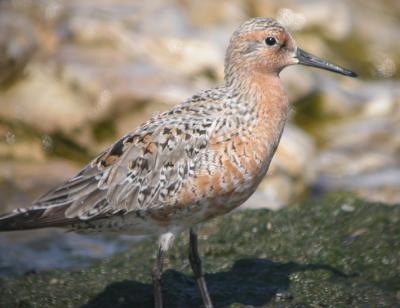 Red Knot 5