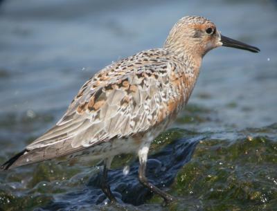 Red Knot 6