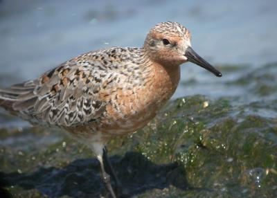 Red Knot 7