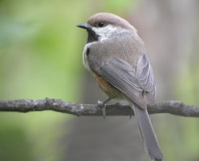 Boreal Chickadee 3