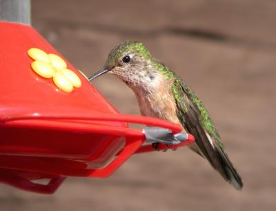 Broad-Tailed Hummingbird 3