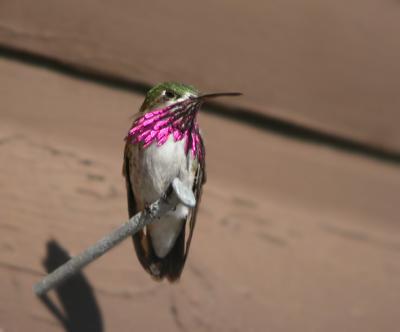 Calliope Hummingbird 2