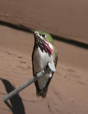 Calliope Hummingbird 3
