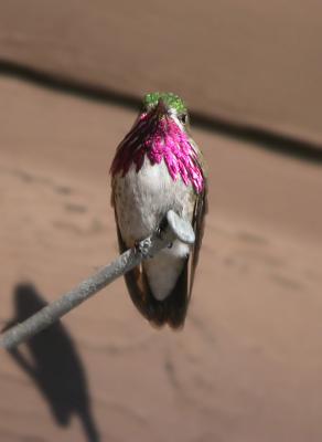 Calliope Hummingbird 5