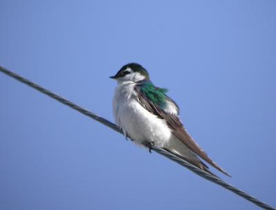 Violet-Green Swallow 2