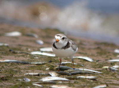 Piping Plover