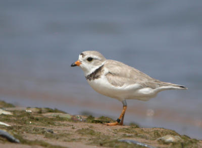 Piping Plover 2