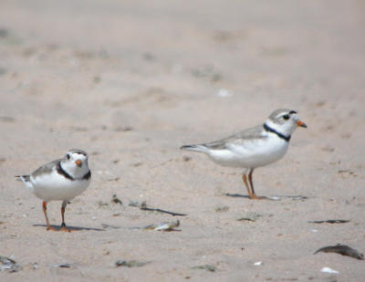 Piping Plover 6