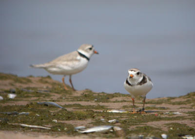 Piping Plover 7