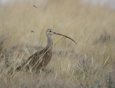 Long-Billed Curlew 2