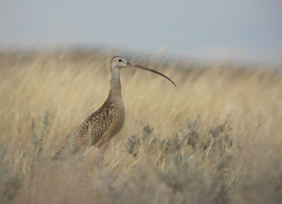 Long-Billed Curlew 3