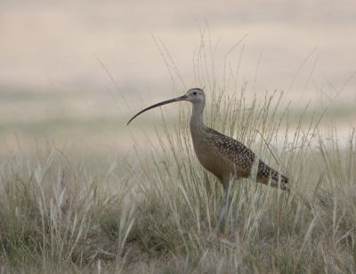 Long-Billed Curlew 4