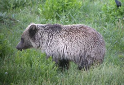 Grizzly Bear 3