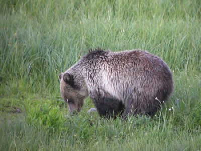 Grizzly Bear 4