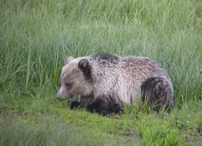 Grizzly Bear 5