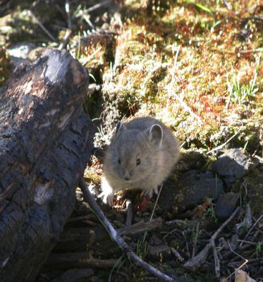 Pika