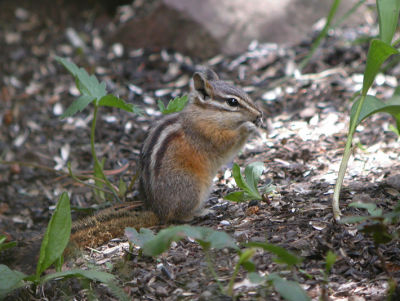 Least Chipmunk