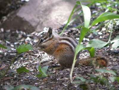 Least Chipmunk 2