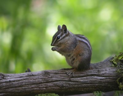 Least Chipmunk 3