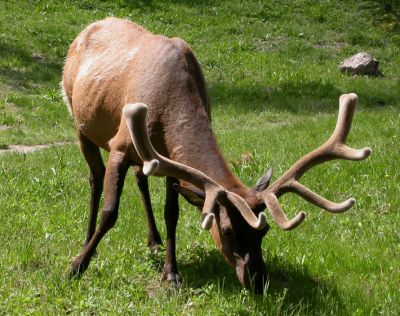 Elk 3