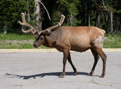 Elk 5