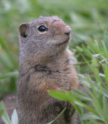 Uinta Ground Squirrel