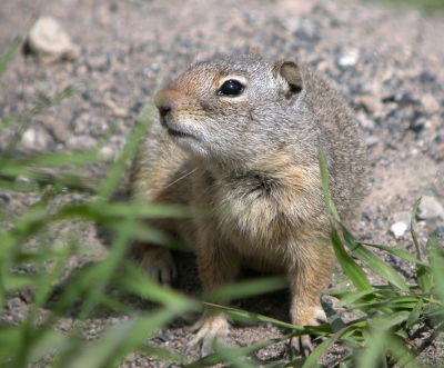 Uinta Ground Squirrel 3