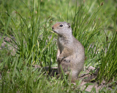 Uinta Ground Squirrel 4