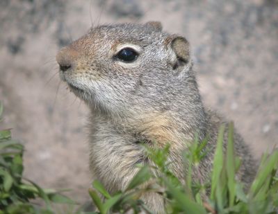 Uinta Ground Squirrel 5