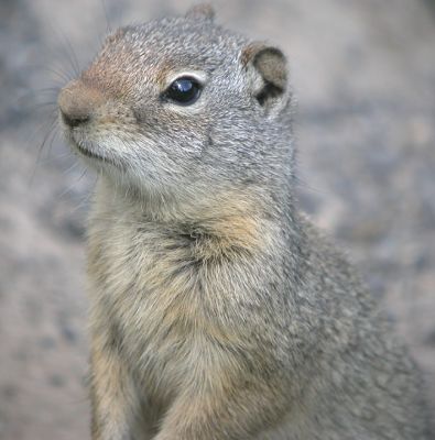 Uinta Ground Squirrel 6