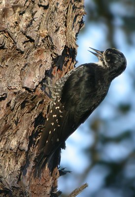 Black-Backed Woodpecker 2