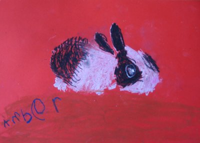 rabbit, Amber, age:4.5