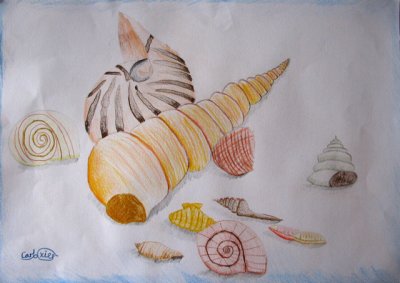 shells, Carl, age:8.5