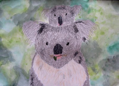 koala, William, age:9.5