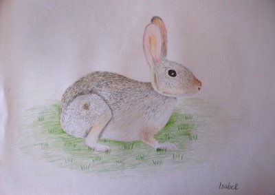rabbit - campsite, Isabel, age:9