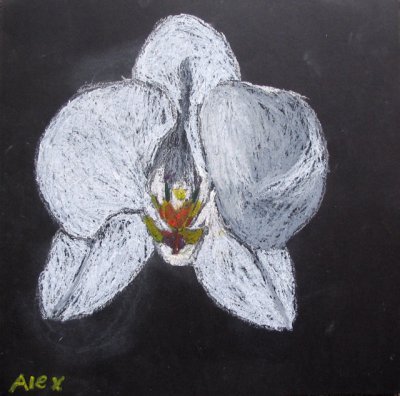 Orchid, Alex, age:5.5