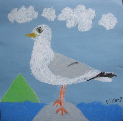 seagull, Franz, age:7