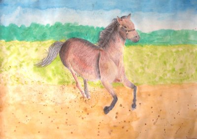 horse, Isabel, age:9.5